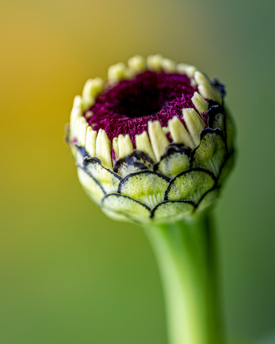 Zinnia 3