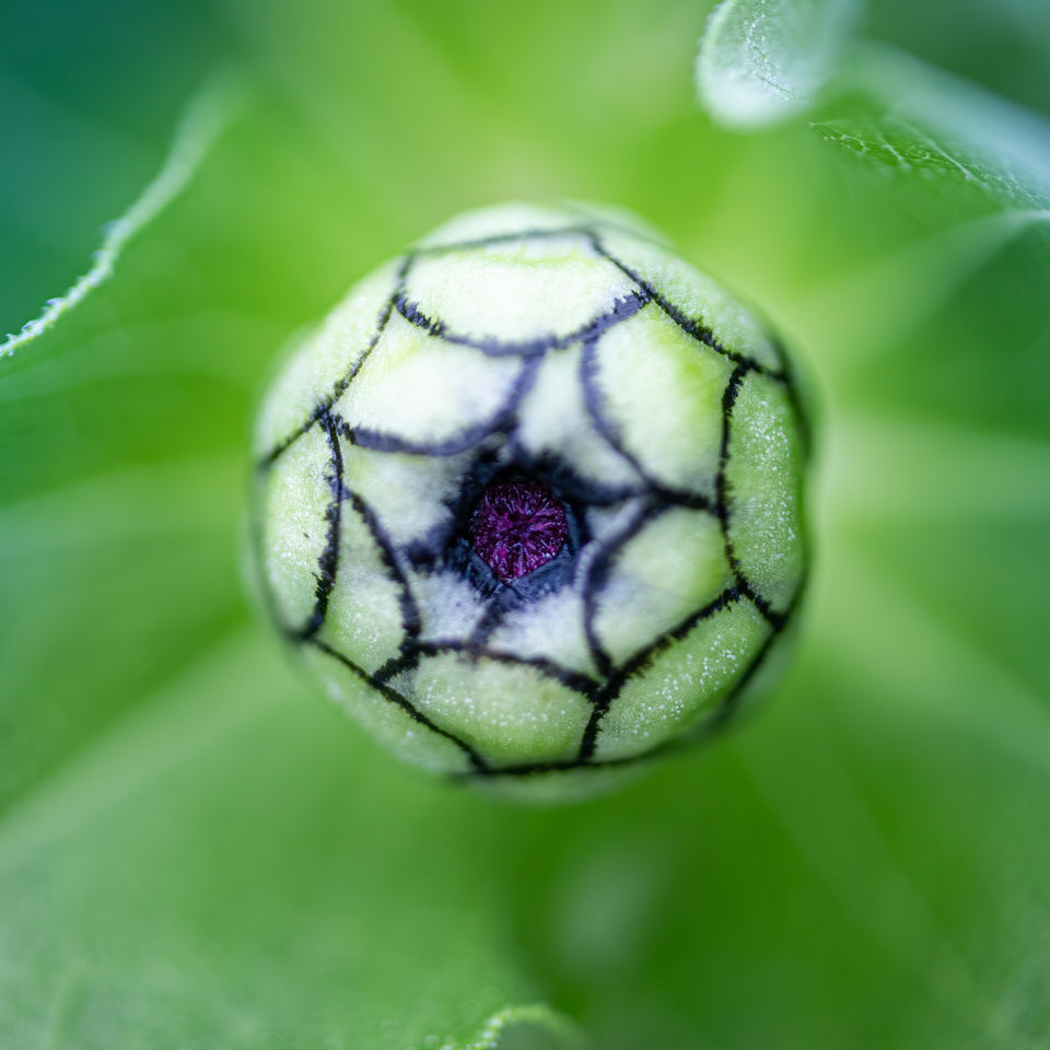 Zinnia 4