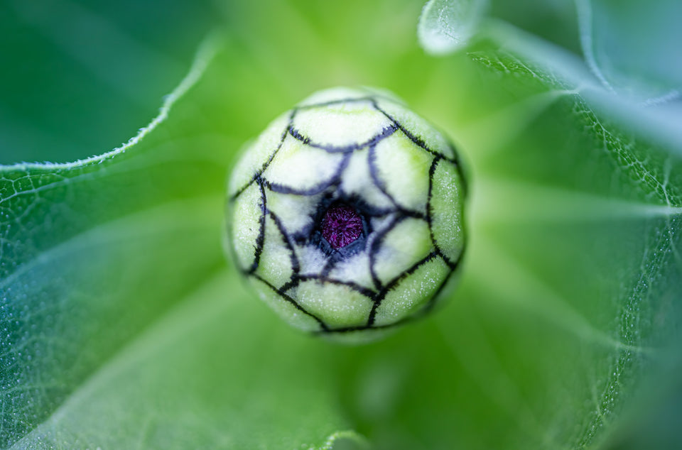 Zinnia 4