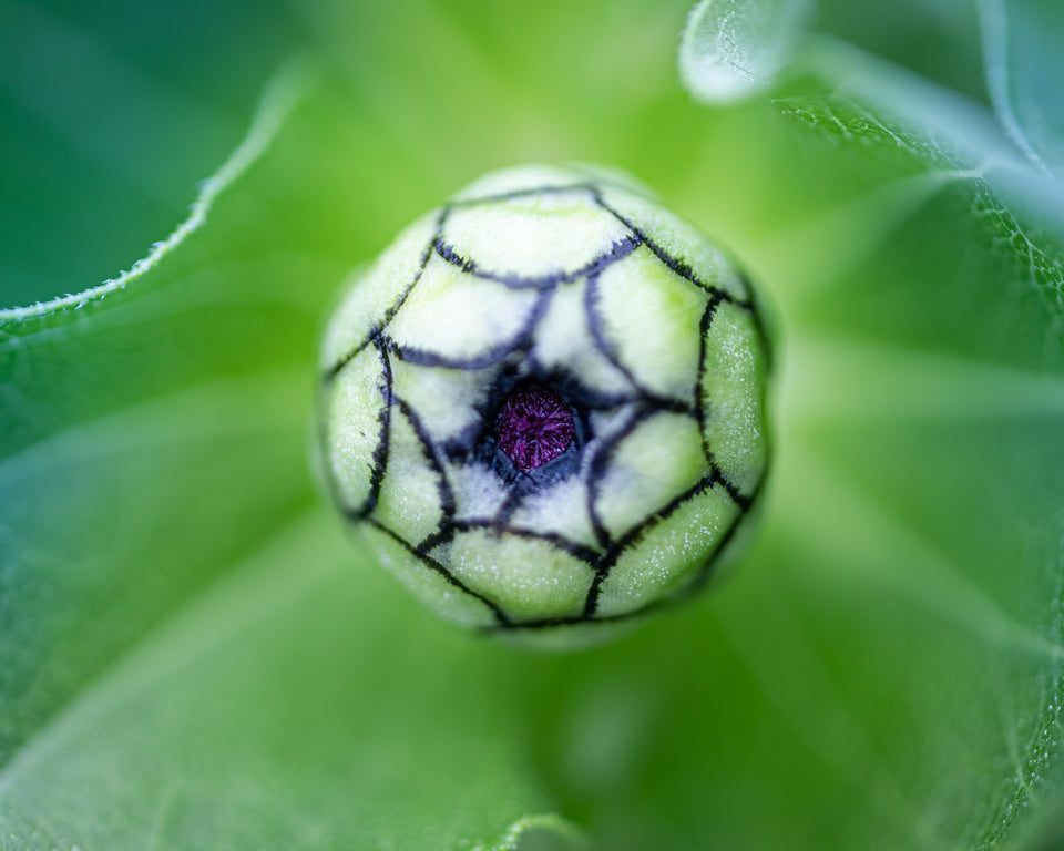 Zinnia 4