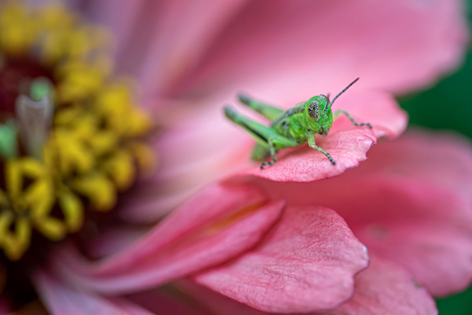 Zinnia 5