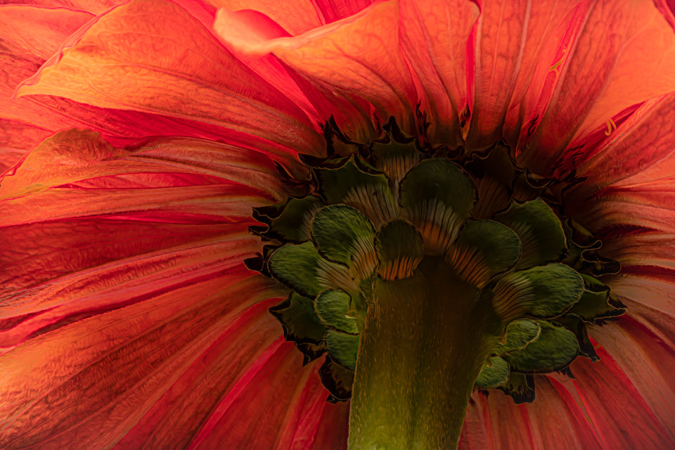 Zinnia 8