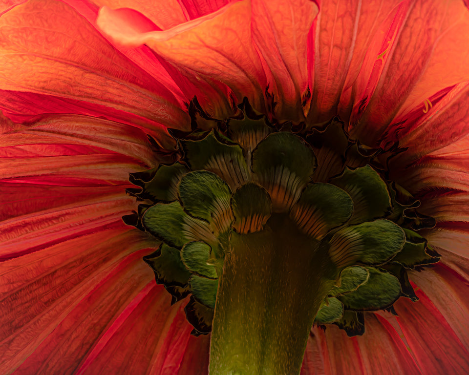 Zinnia 8