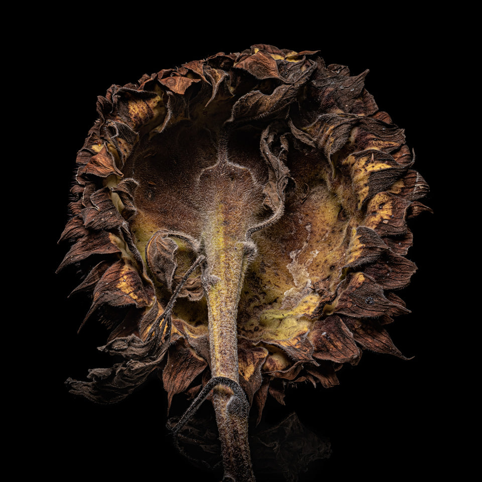 Sunflower 11