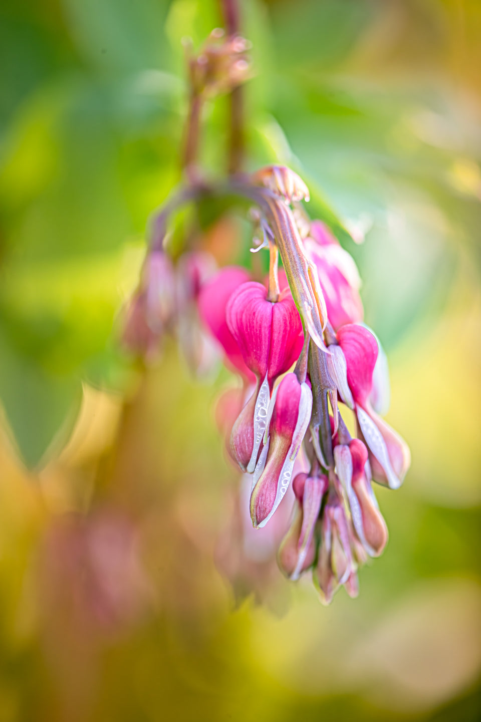 Bleeding Heart 5