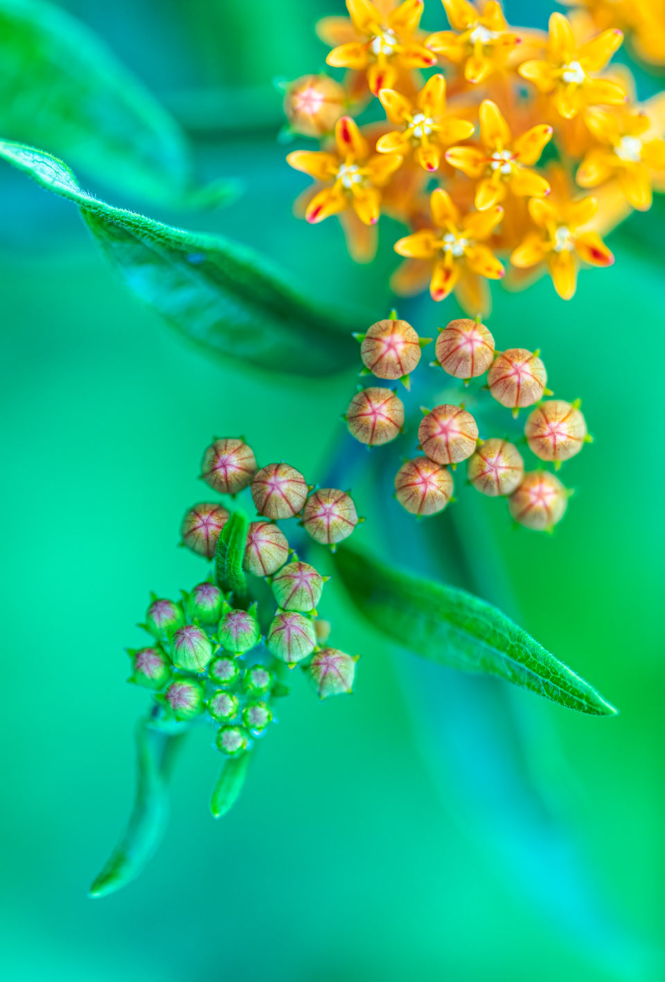 Butterfly Weed 1