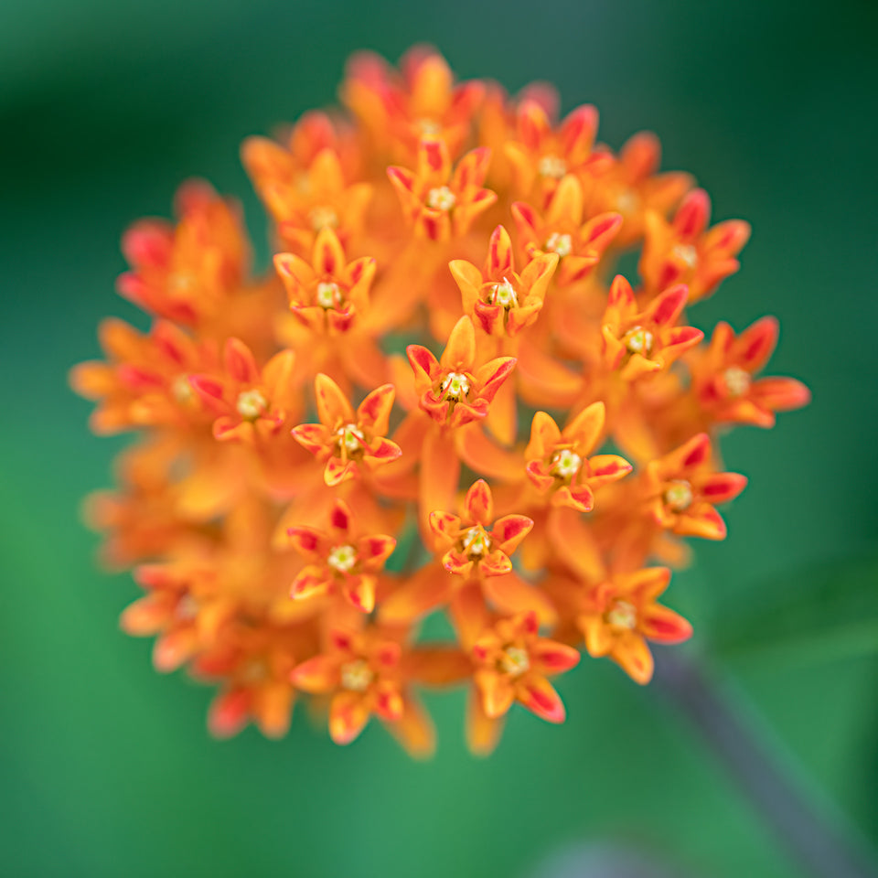 Butterfly Weed 2