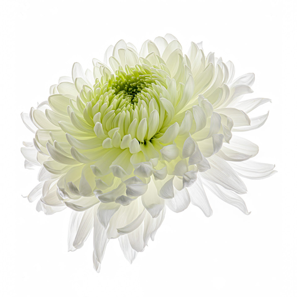 Chrysanthemums 15