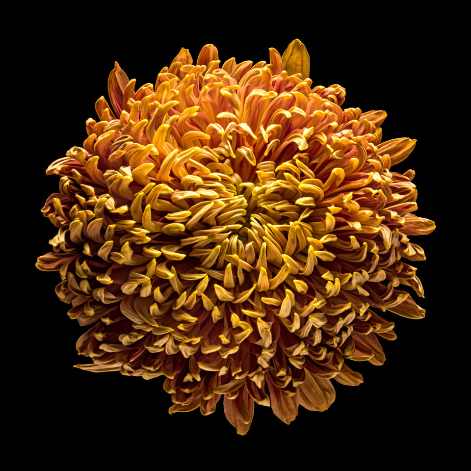 Chrysanthemums 16