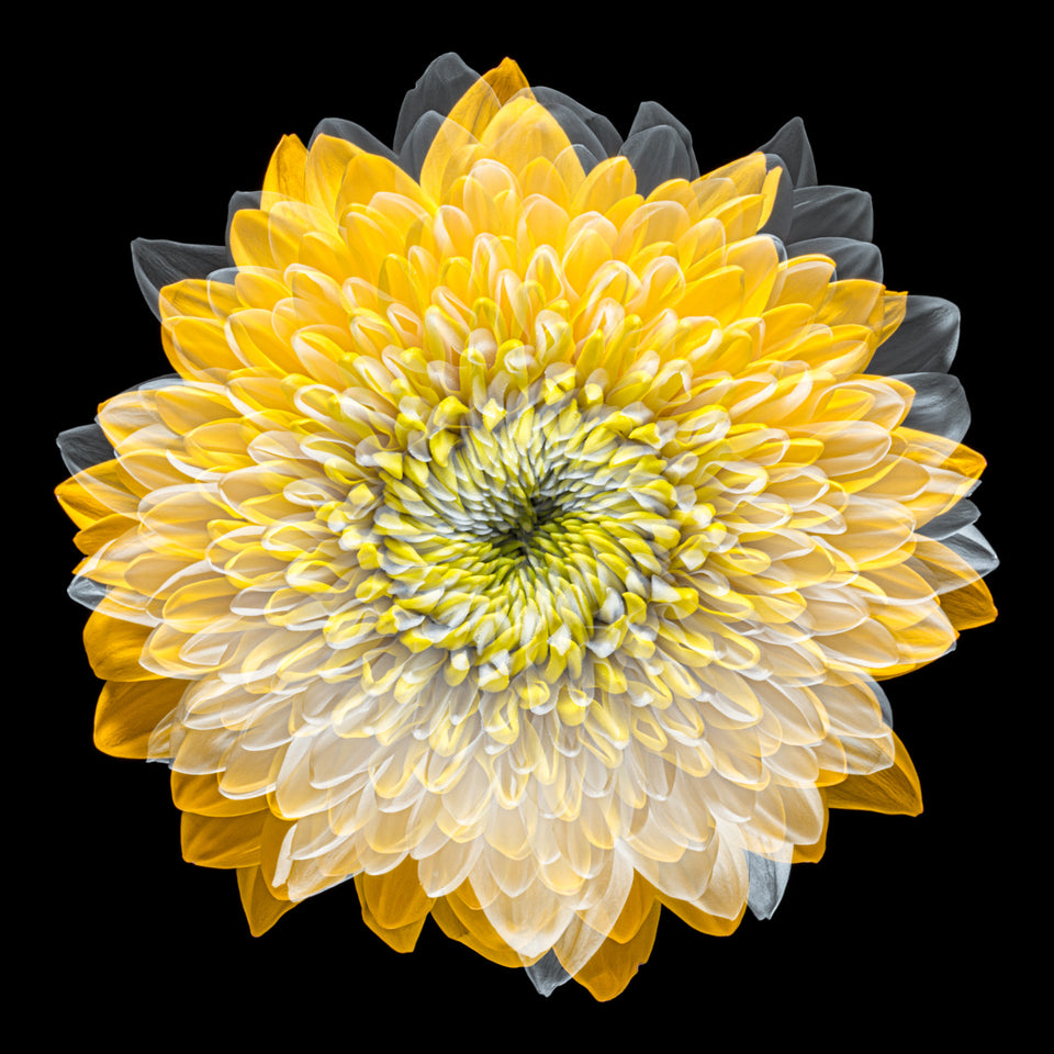 Chrysanthemums 21
