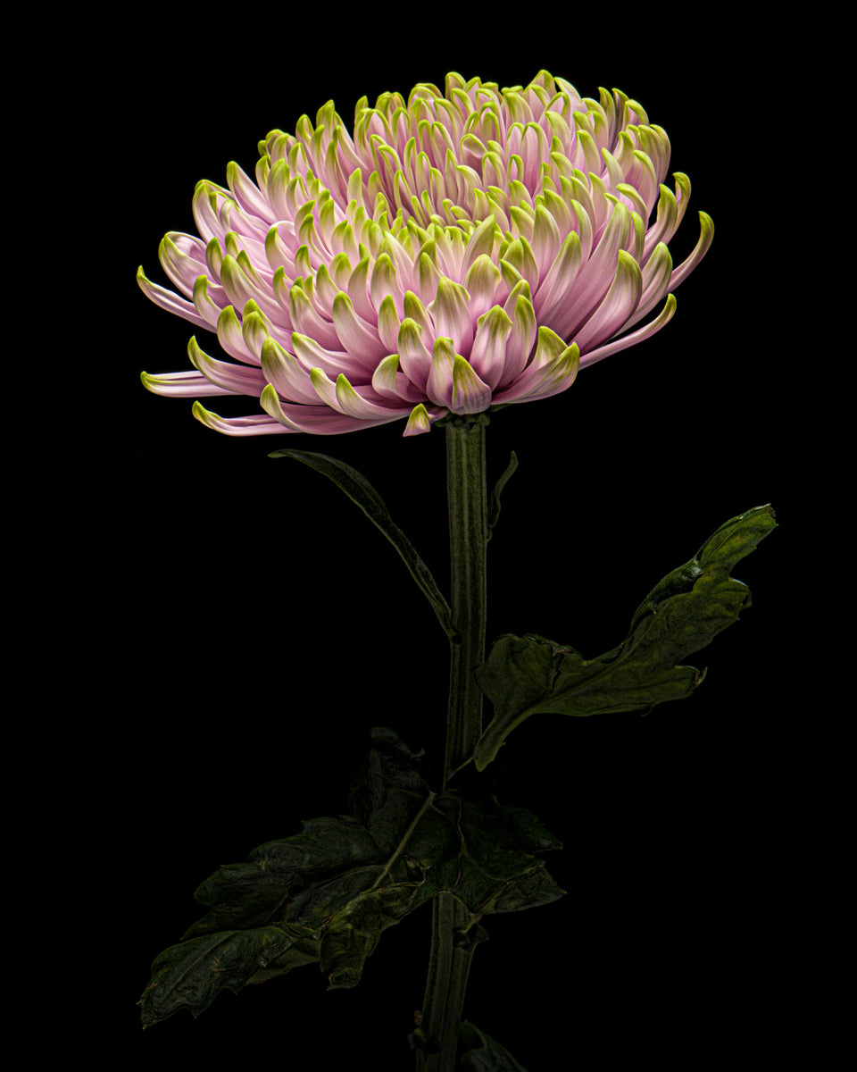 Chrysanthemums 26