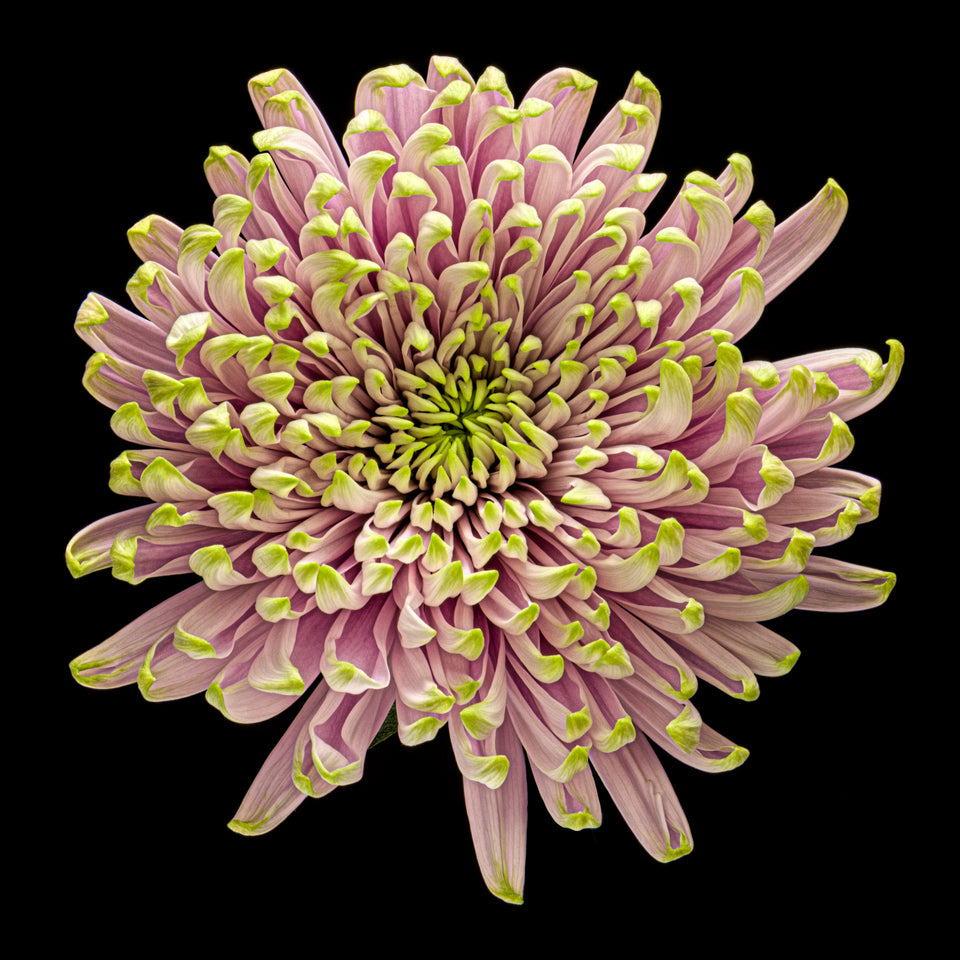 Chrysanthemums 27