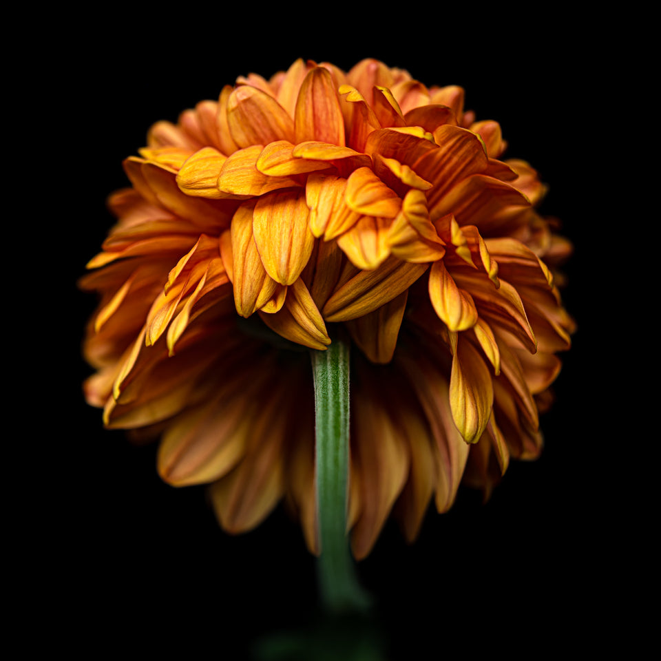 Chrysanthemums 6