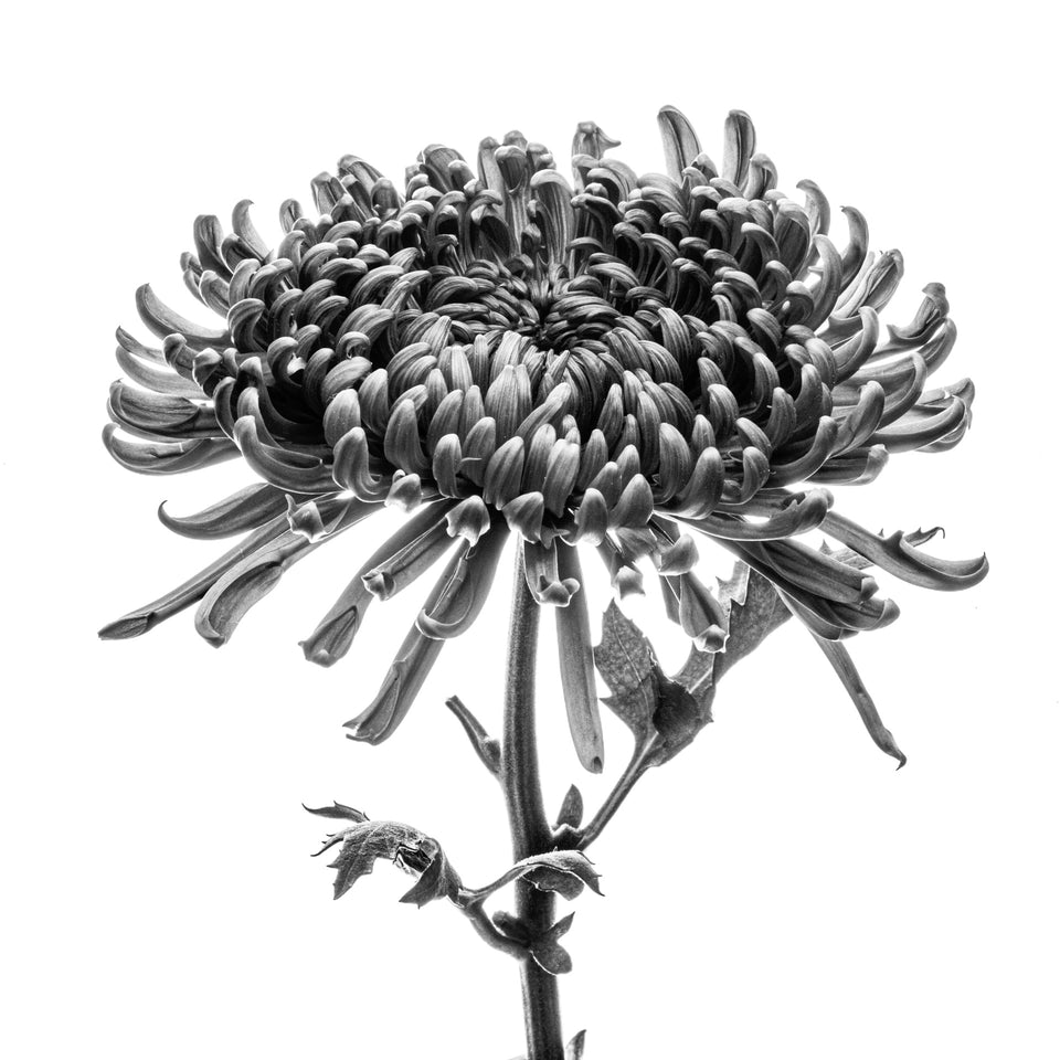 Chrysanthemums 7