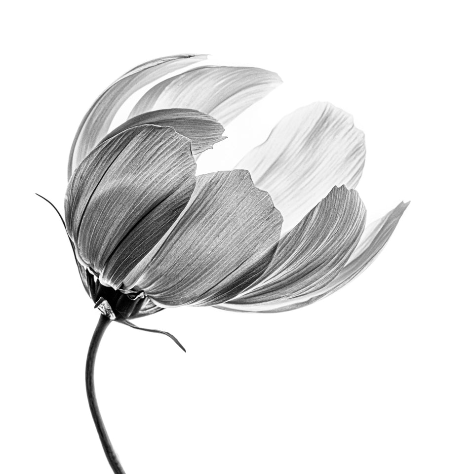 Cosmos 3