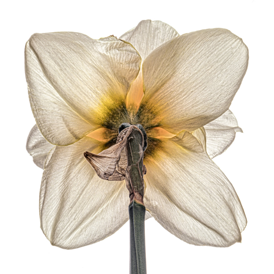 Daffodil 7