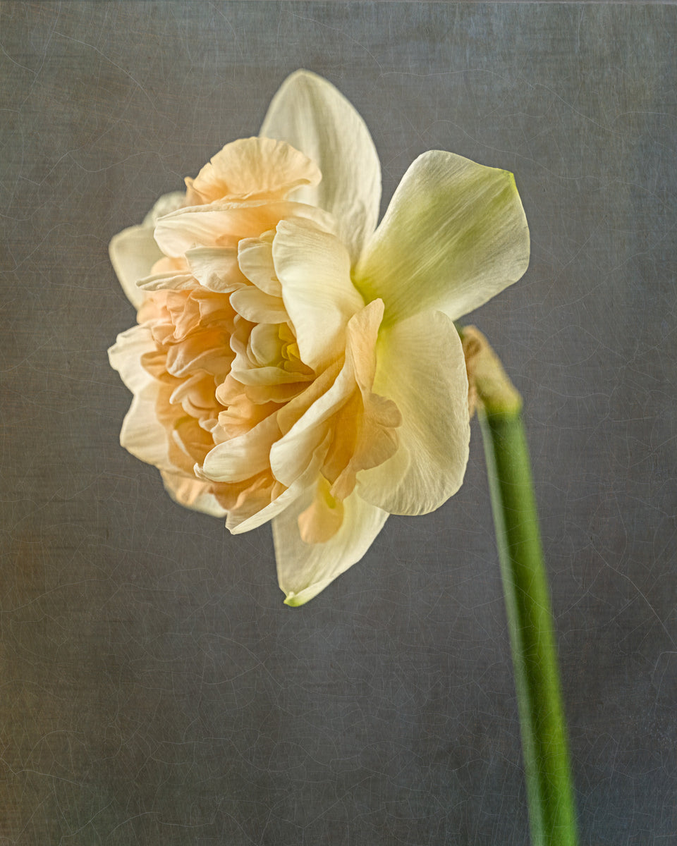 Daffodil 9