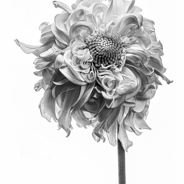 絵画　Dahlia Japanese Print 