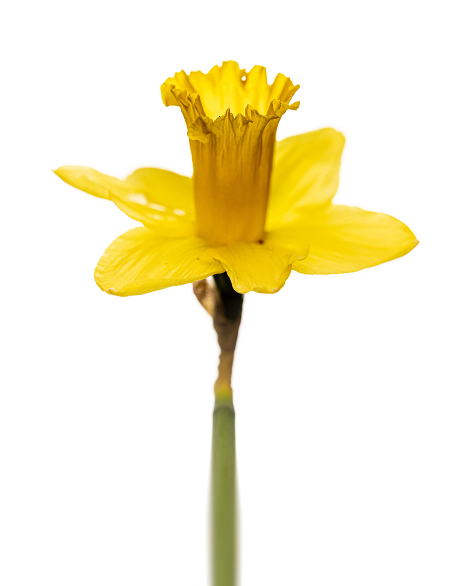 Daffodil 2