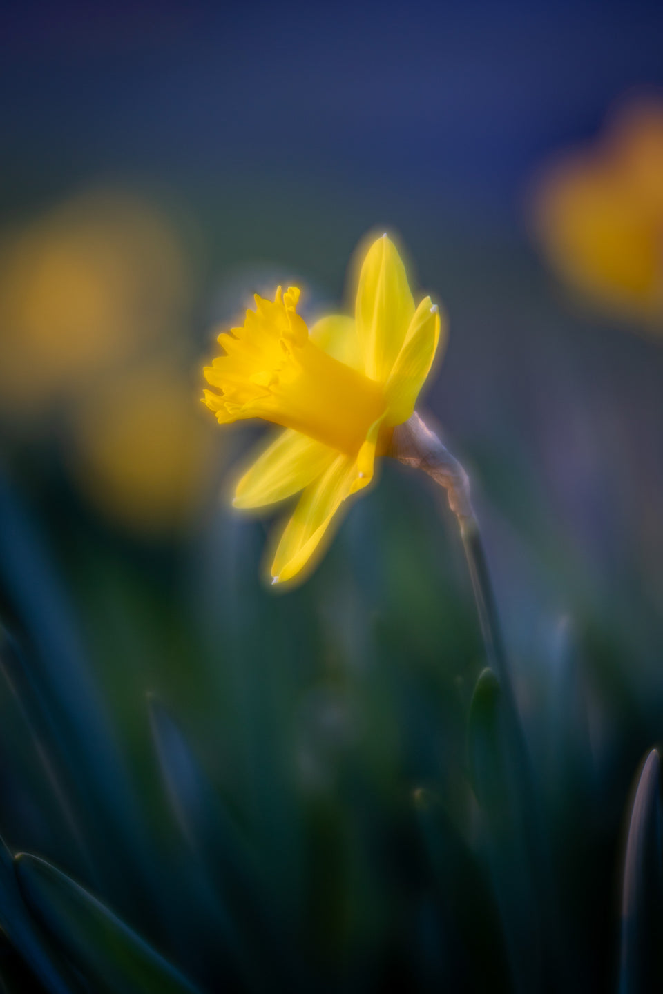 Daffodil 4