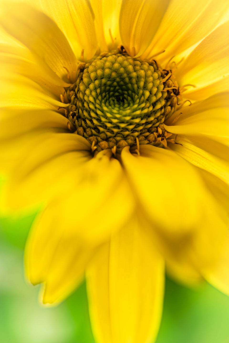 False Sunflower 2