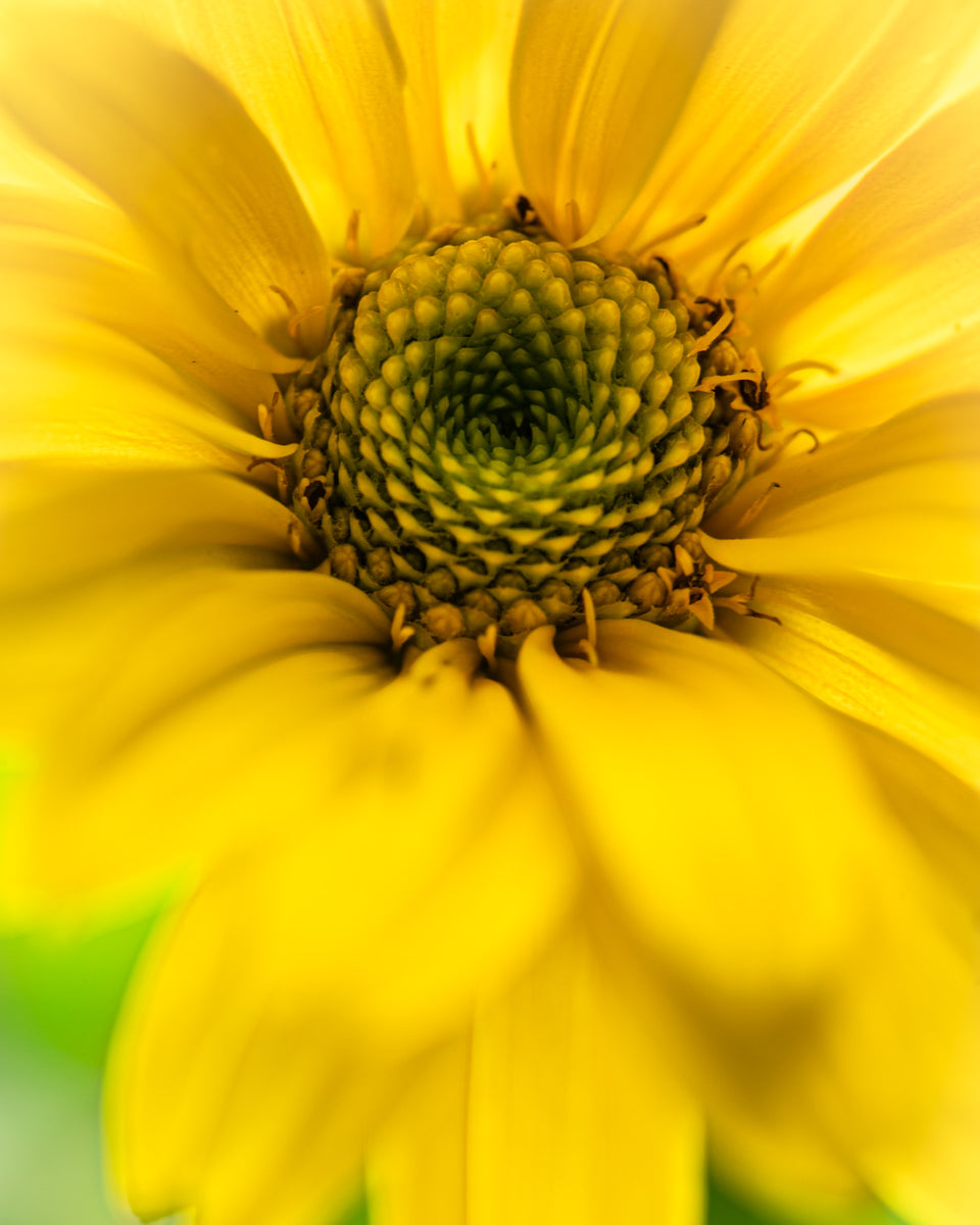 False Sunflower 2