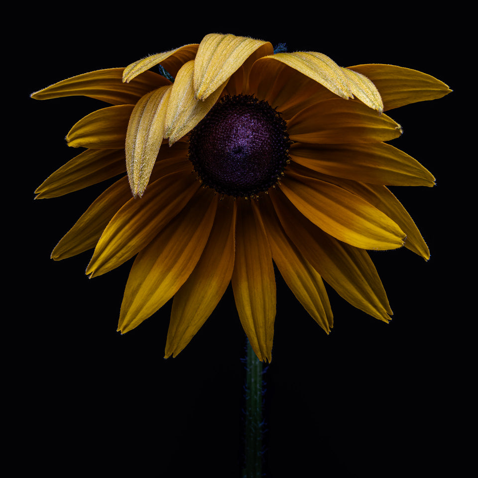 False Sunflower 3