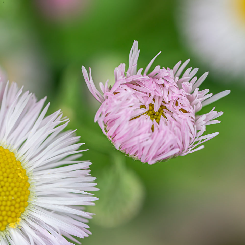 Fleabane 1