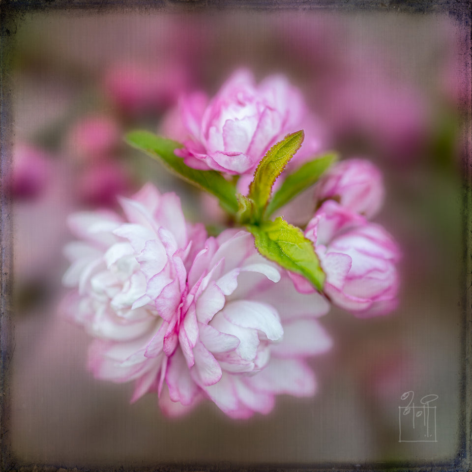 Flowering Almond 4