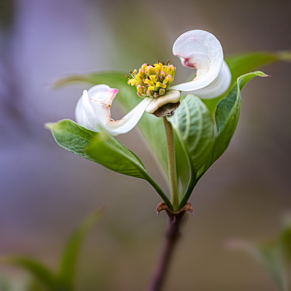 Flowering Dogwood 1