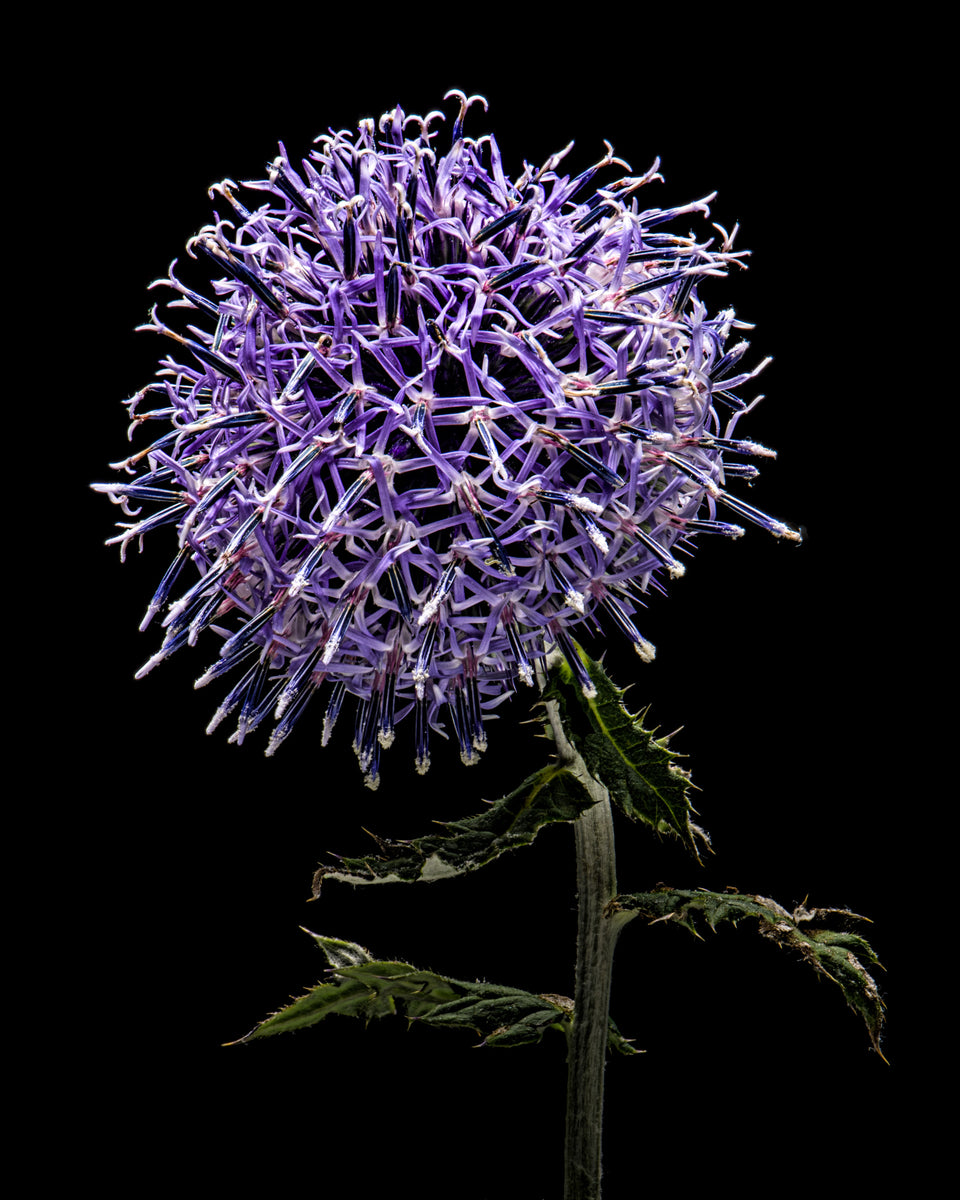 Globe Thistle 2