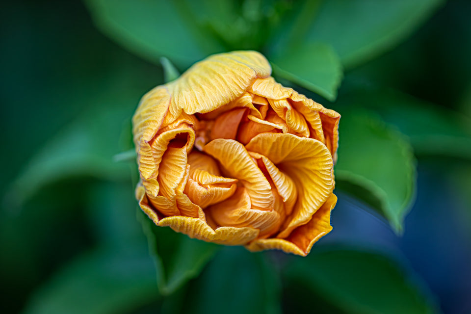 Hardy Hibiscus 5