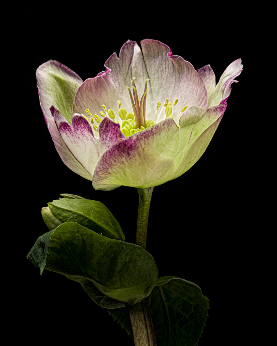 Hellebore 15