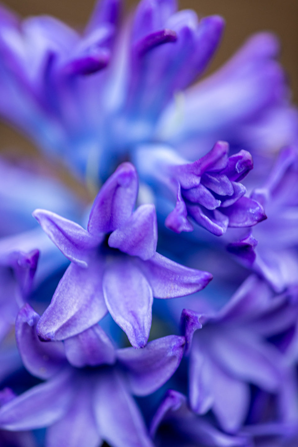 Hyacinth 2
