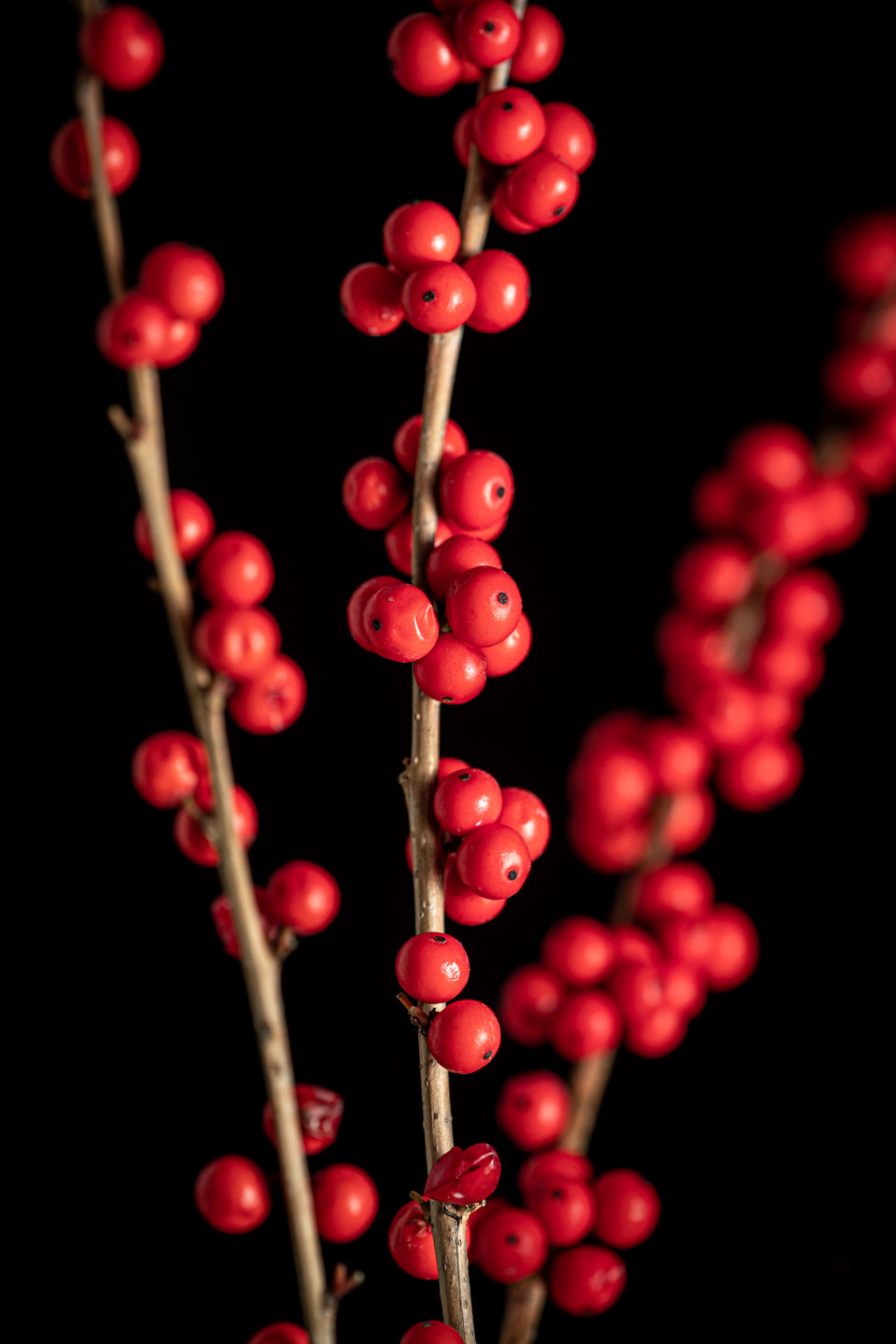 Ilex berries 2