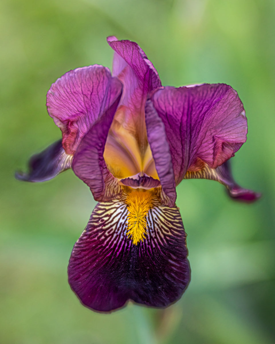Iris 13