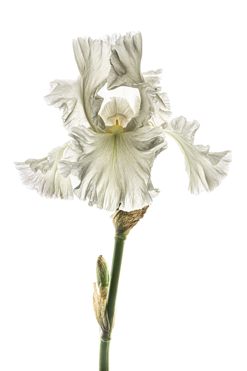Iris 4
