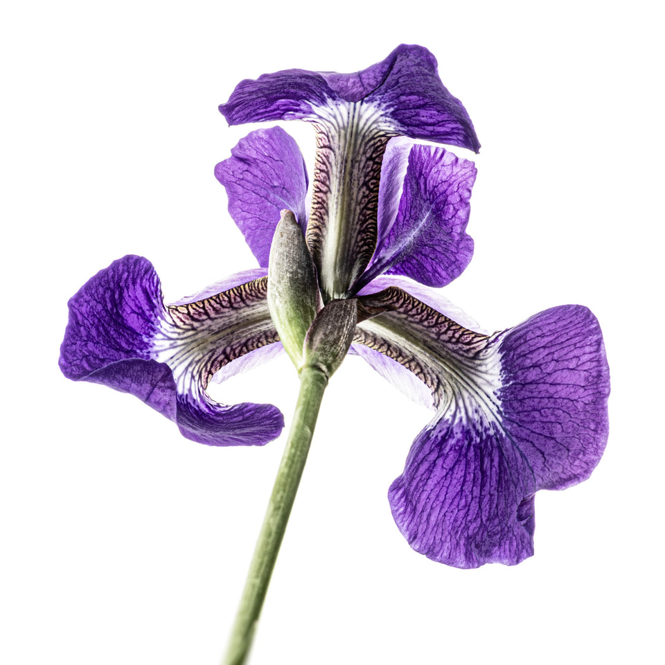 Iris 7