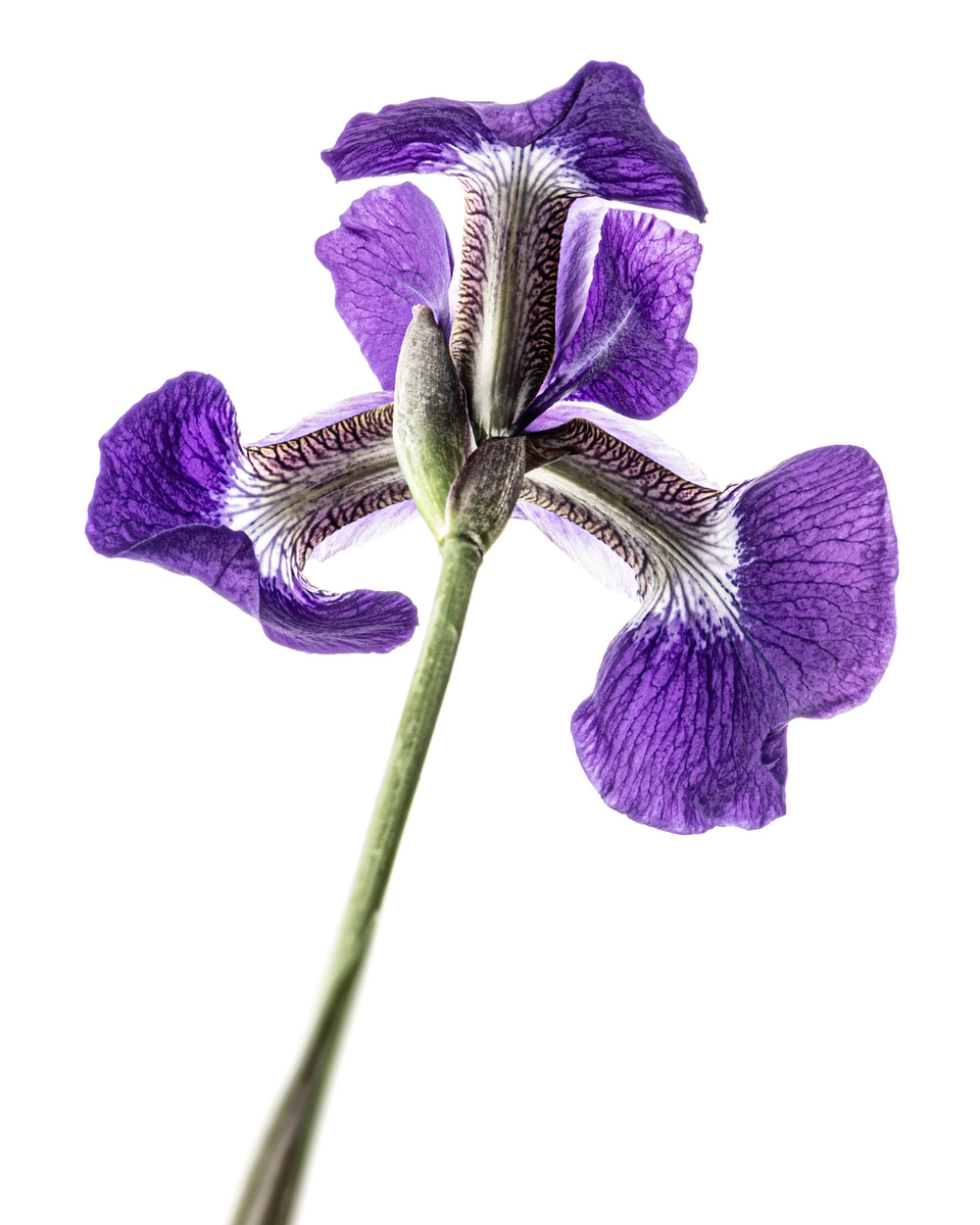 Iris 7