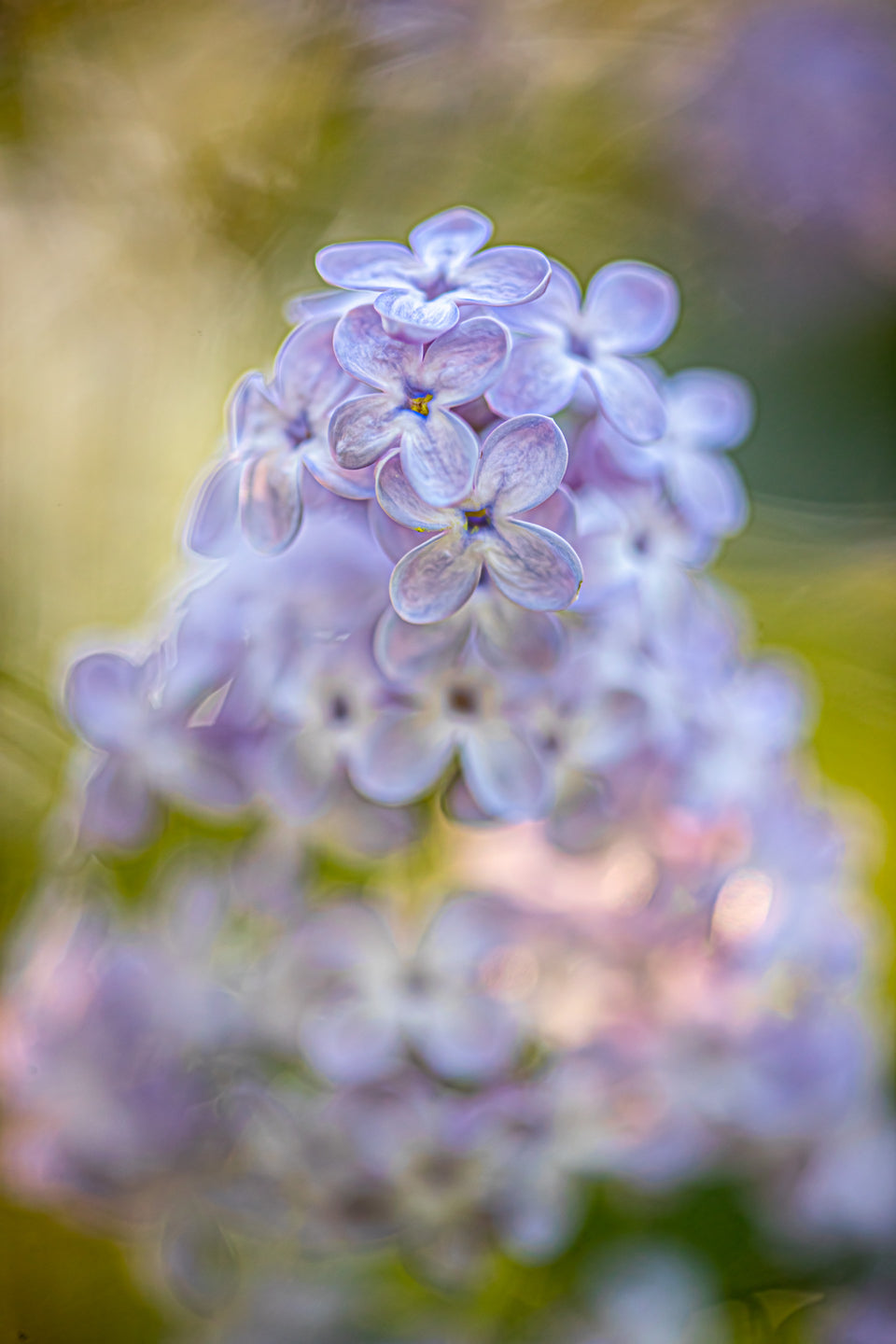 Lilac 4