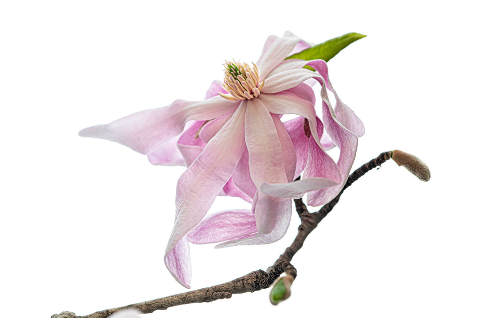 Magnolia 15