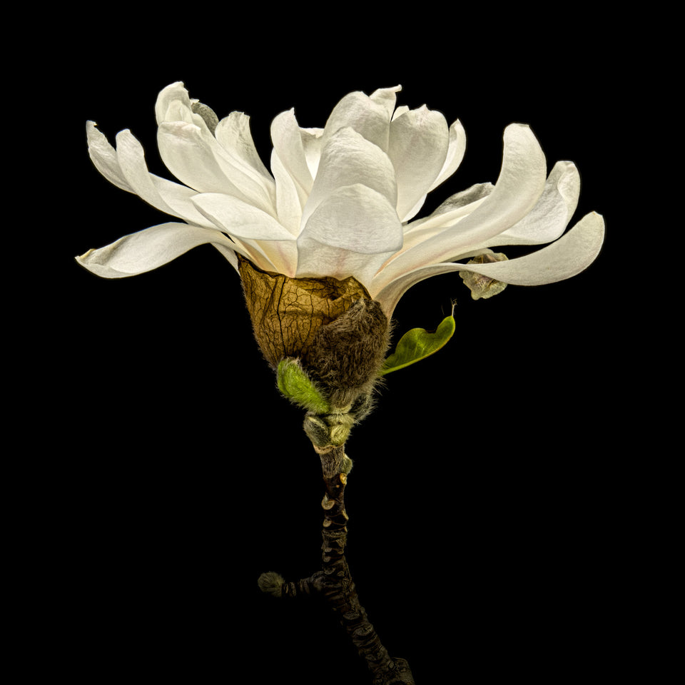 Magnolia 19