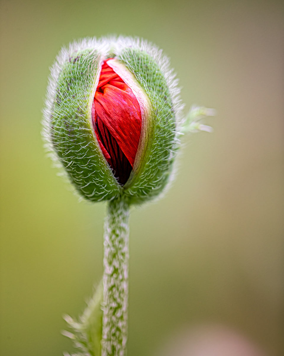 Poppy 6