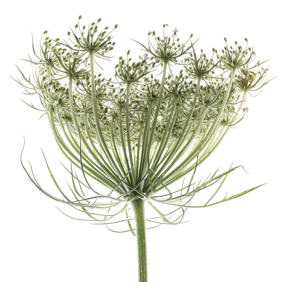 Queen Anne's Lace 2