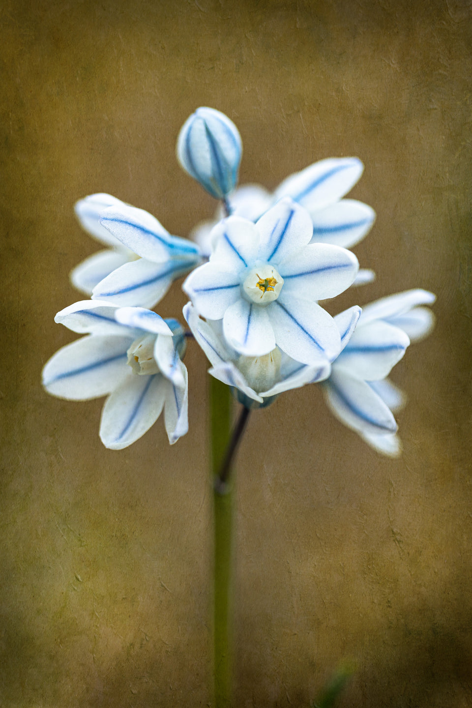 Striped Squill 1