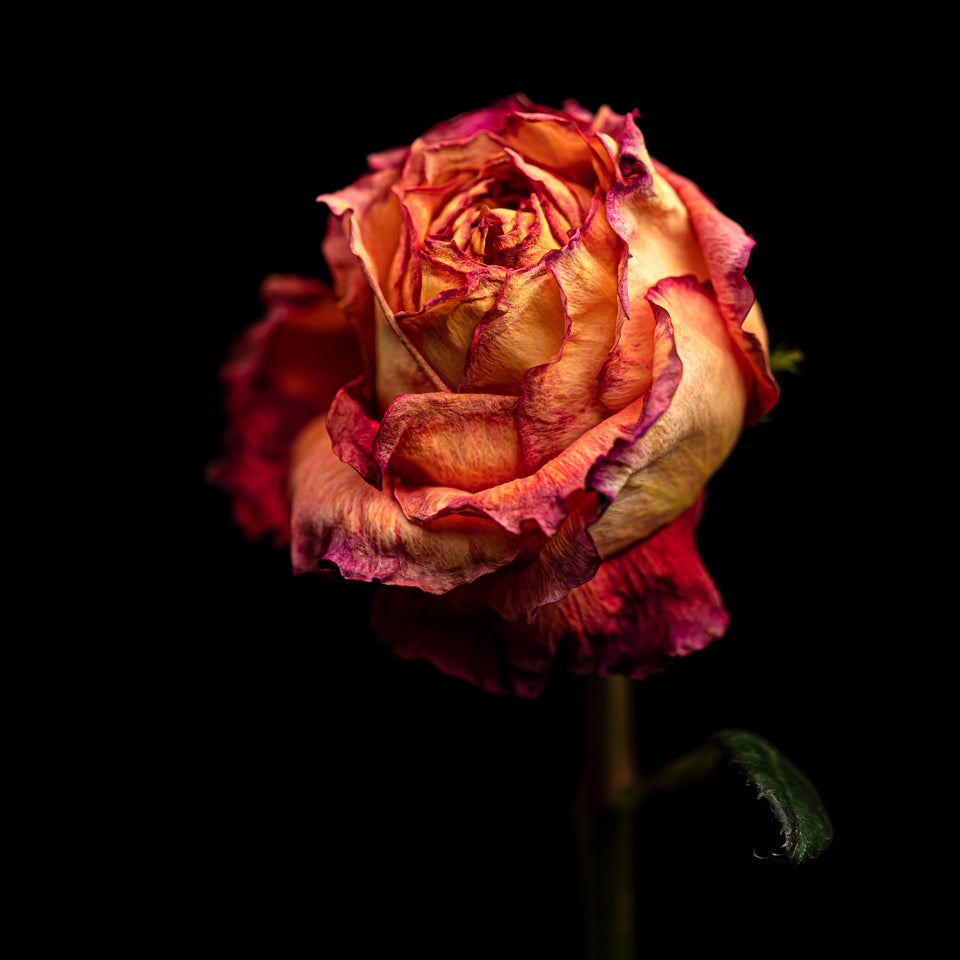 Rose 8