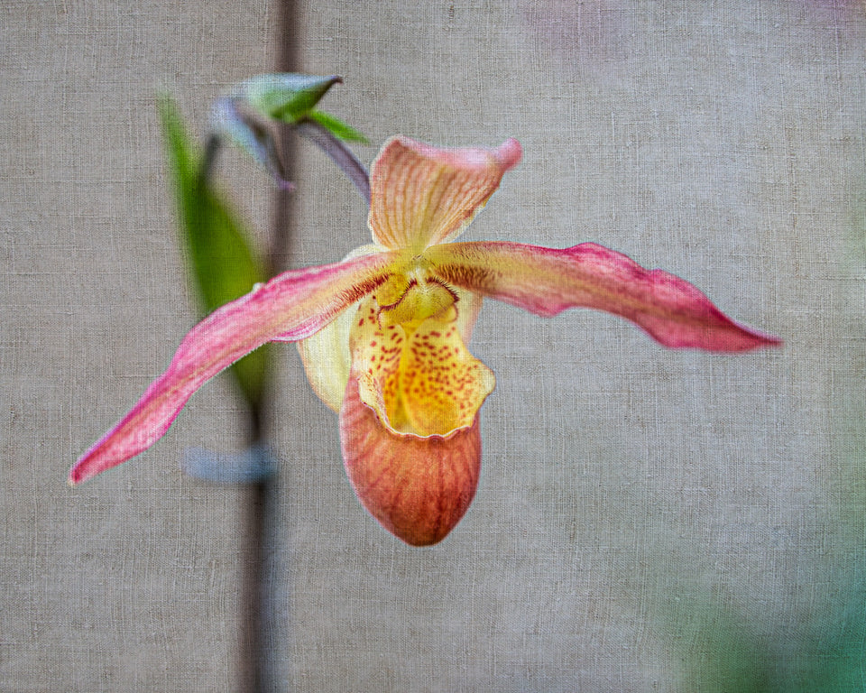 Slipper Orchid 1