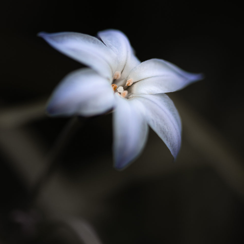 Spring Starflower 2