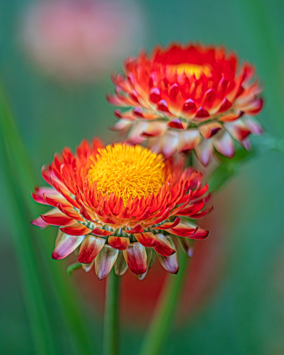 Strawflower 14