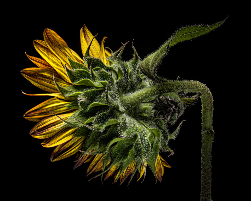 Sunflower 26